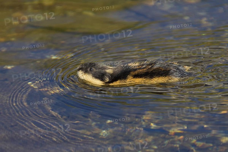 Norway lemming