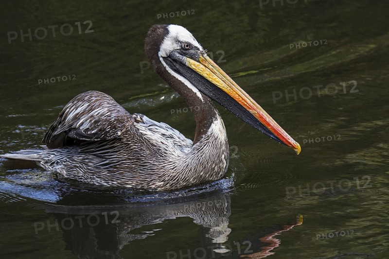 Peruvian pelican