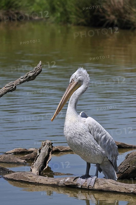 Pink-backed Pelican