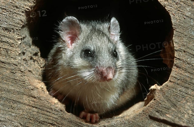 Edible dormouse