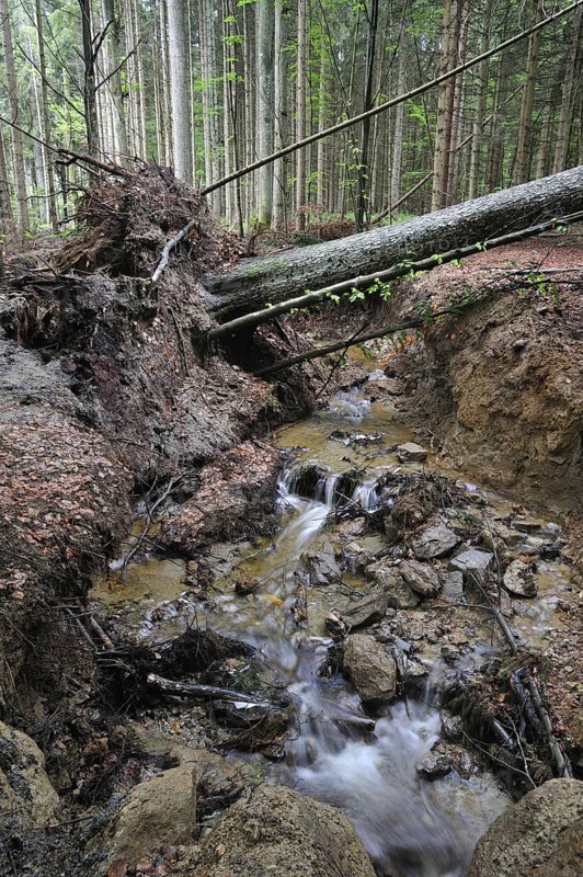 Storm damage in woodland showing fallen trees by water erosion along brook after hurricane passage