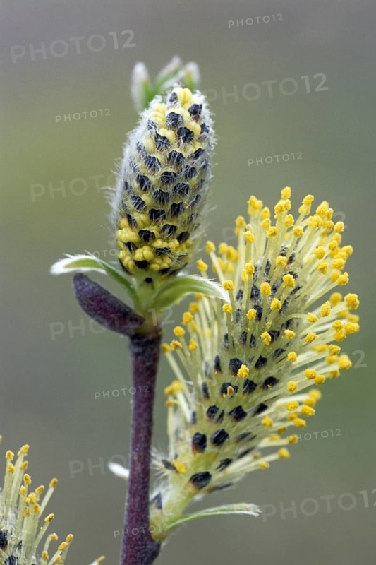 Catkins of common osier