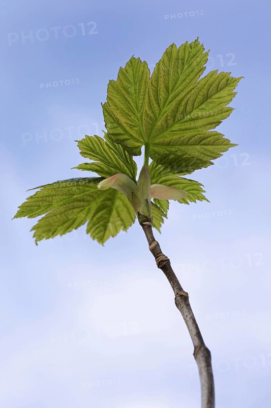Sycamore Maple