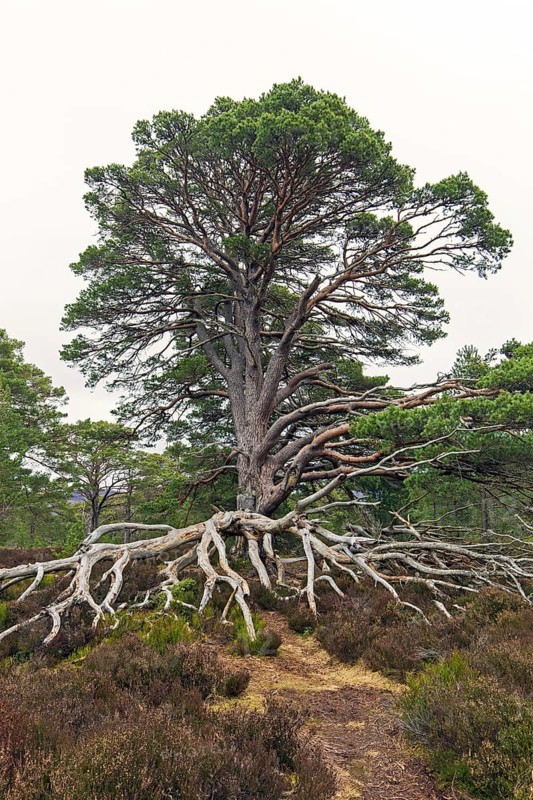 Old Scots pine