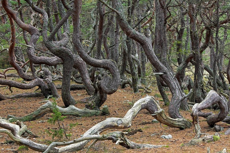 Windswept Scots pine