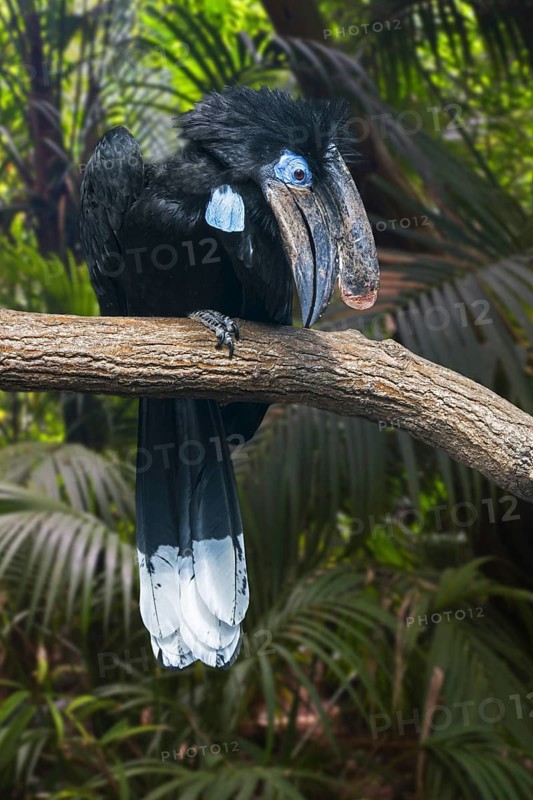Black-casqued hornbill
