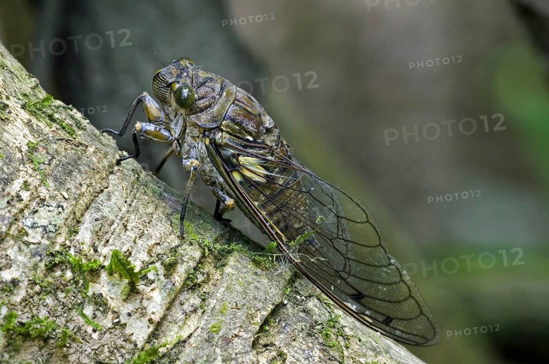 Cicada