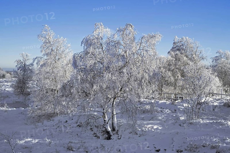 Downy birch