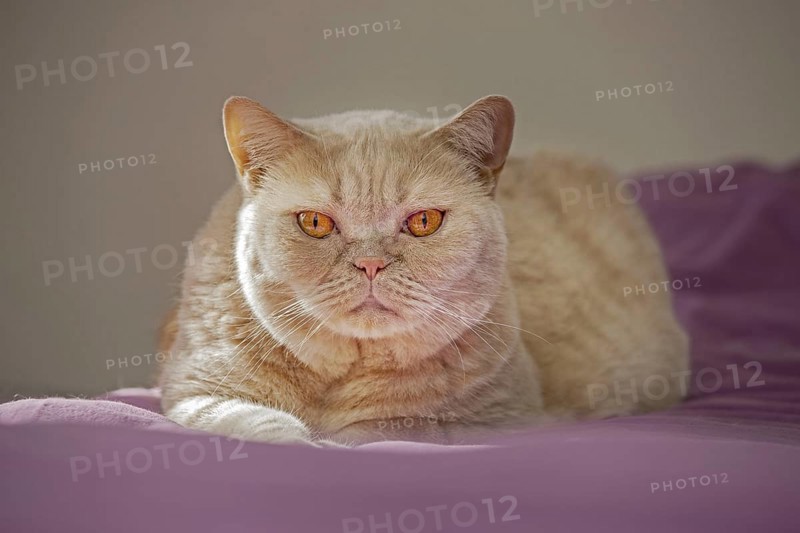 British Shorthair domesticated cat in house