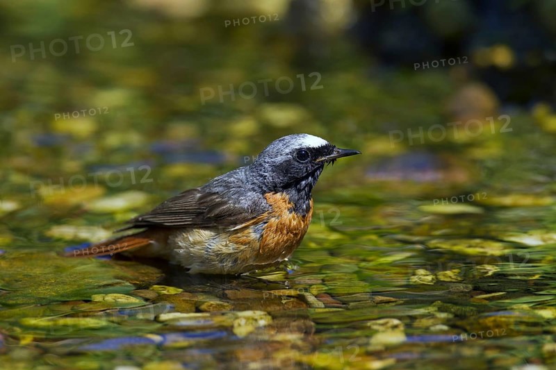 Common redstart