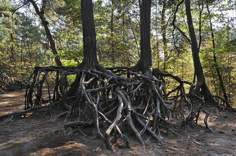 Exposed roots of pine trees due to soil erosion in forest at Kasterlee