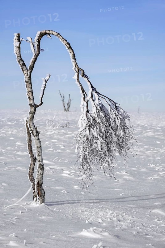 Deformed birch tree covered in frost in winter at the Hoge Venen