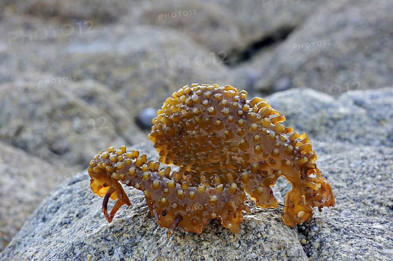 Bulbous holdfast of Furbellow kelp