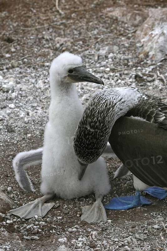 Blue-footed booby