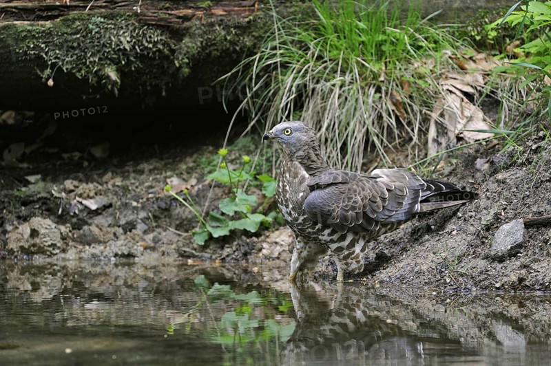 European honey buzzard