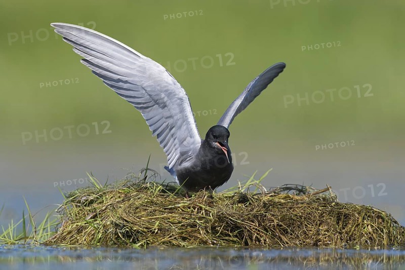 Black tern