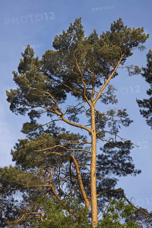 Tree top of Scots Pine