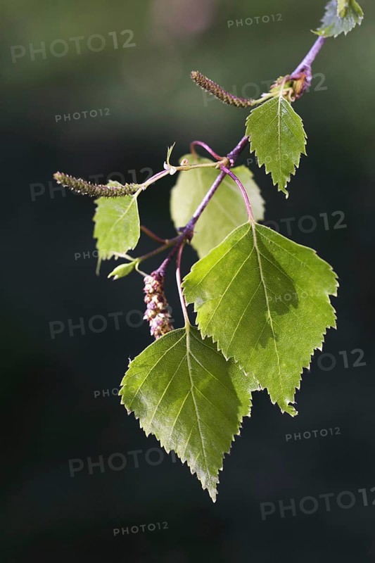 Birch tree