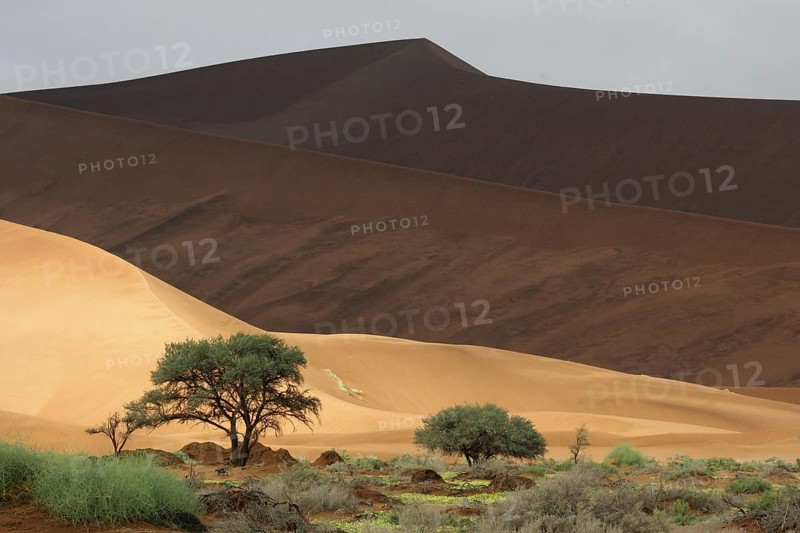 Sand dunes and camelthorn trees