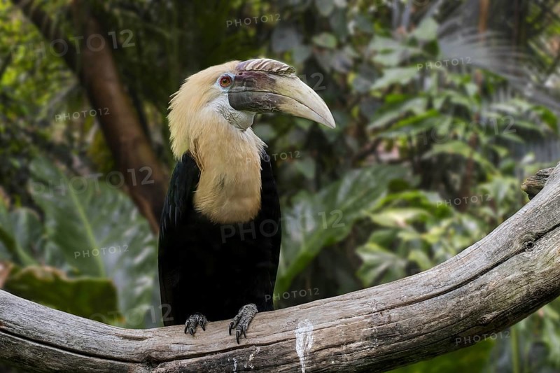 Blyth's hornbill
