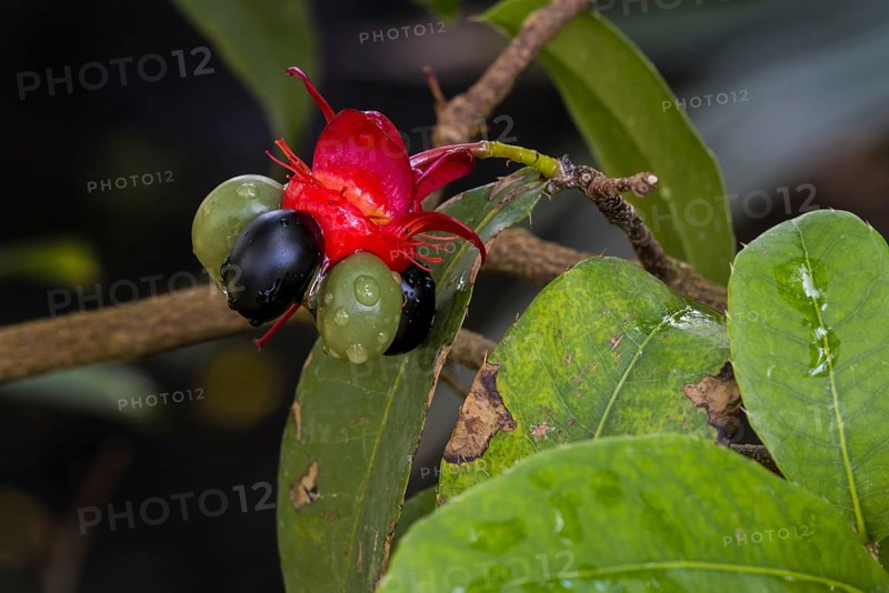 Mickey Mouse plant