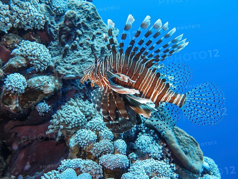 Pacific red lionfish
