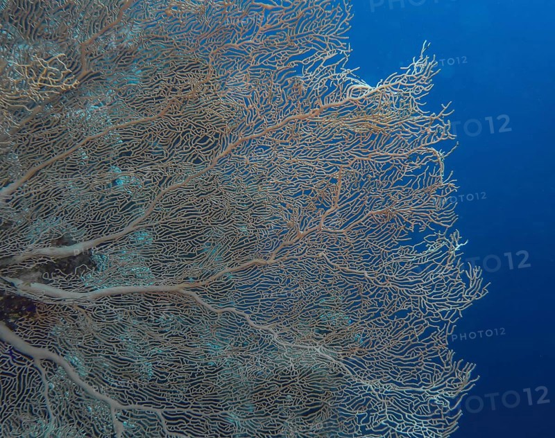 Gorgonian coral