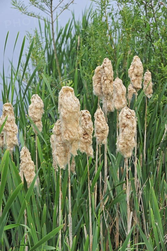 Common Bulrush