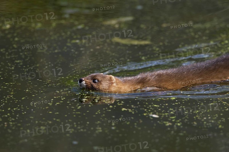European mink