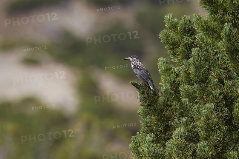 Spotted nutcracker