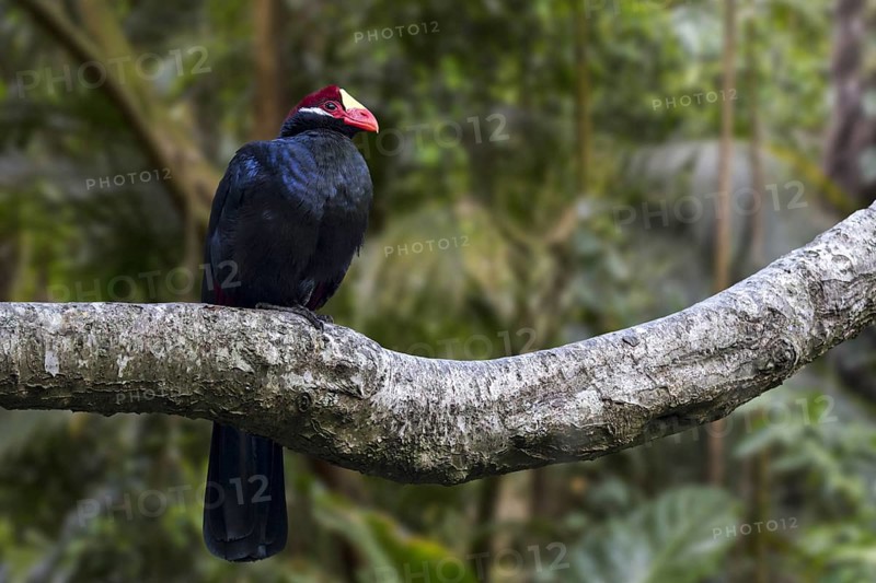 Violet turaco