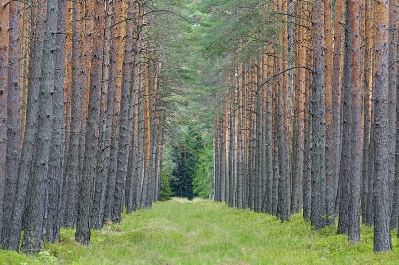Scots Pine