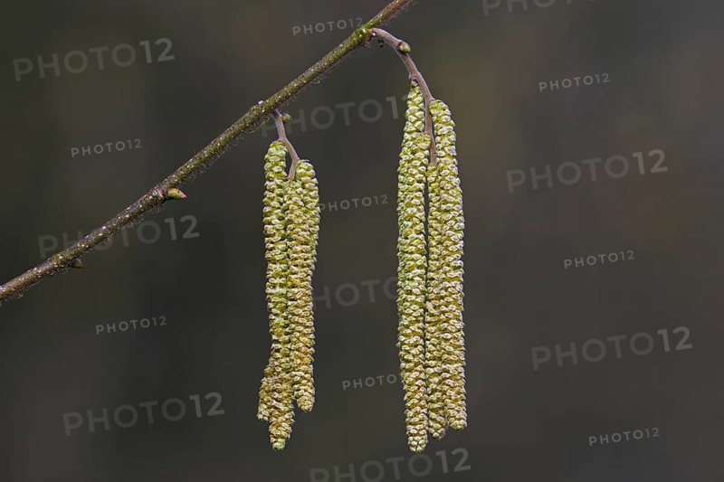 Common hazel