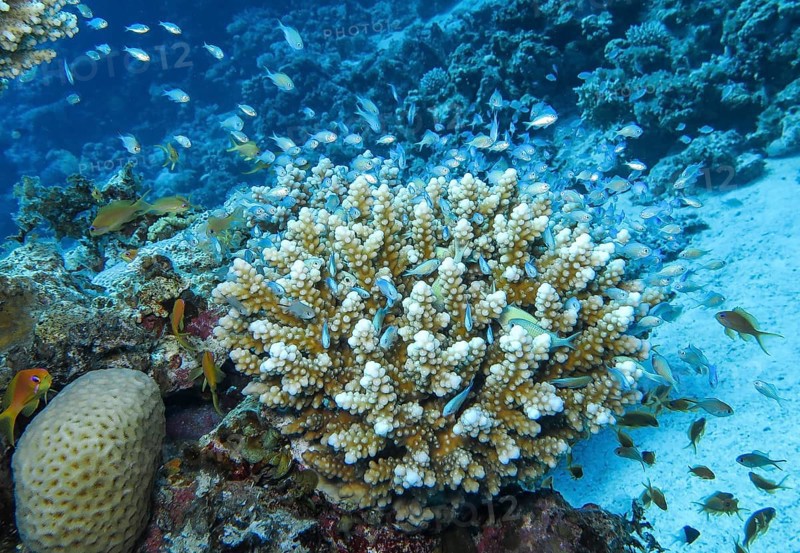Staghorn coral offers protection to a school of fish