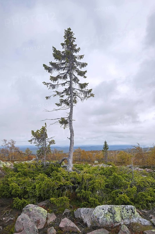 Old Tjikko