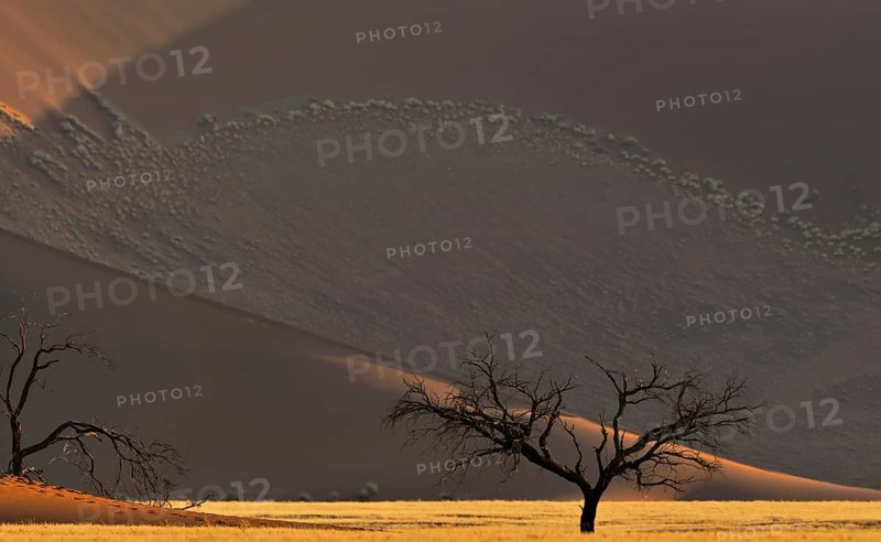 Dead trees in front of red sand dune of the Sossusvlei
