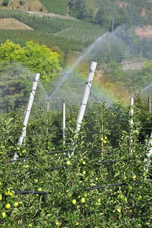 Apple tree orchard being sprinkler irrigated at Val di Non