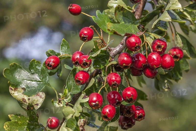 Common hawthorn