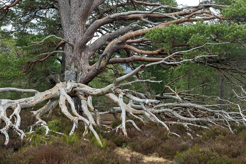 Old Scots pine