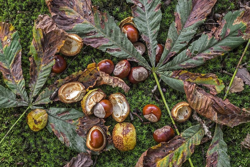 Fallen conkers