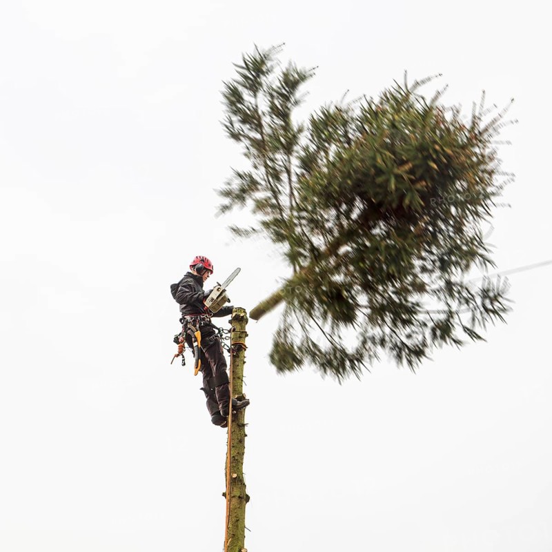 Tree surgeon