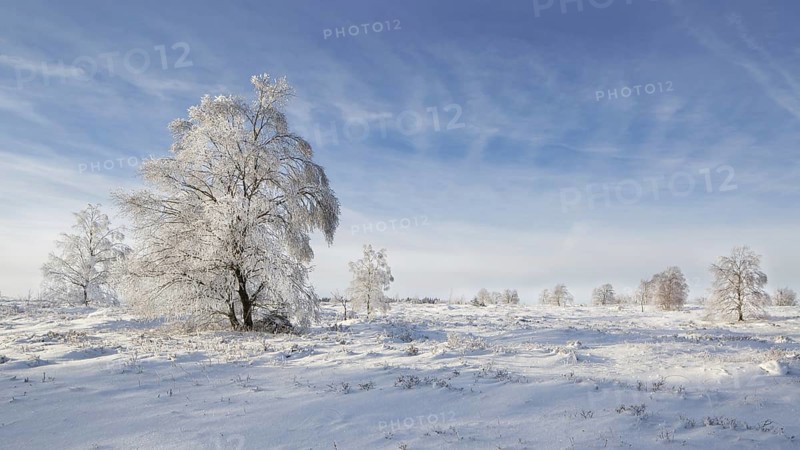 Downy birch
