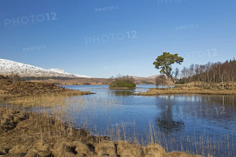 Scots pine