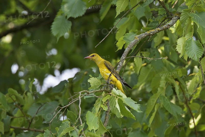 Eurasian golden oriole