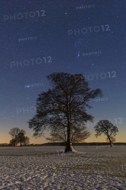 Trees in meadow at night in winter at the Biosphere Reserve Biosphaerenreservat Flusslandschaft Elbe