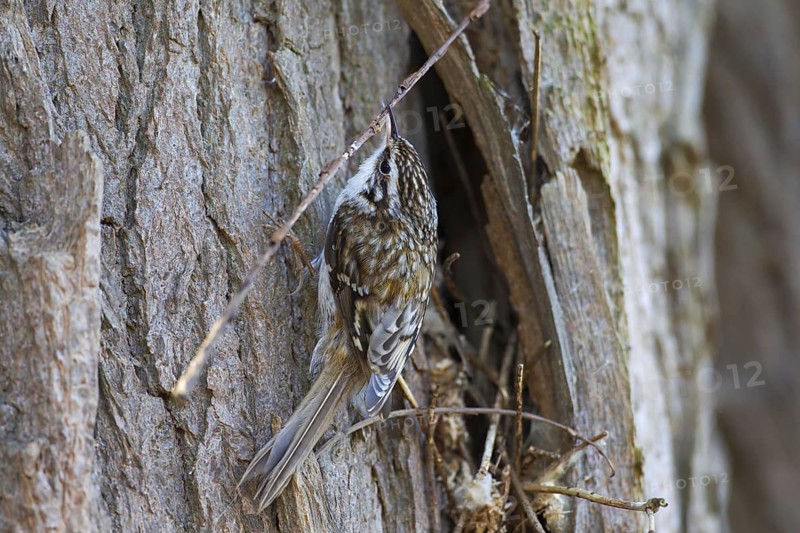 Eurasian treecreeper