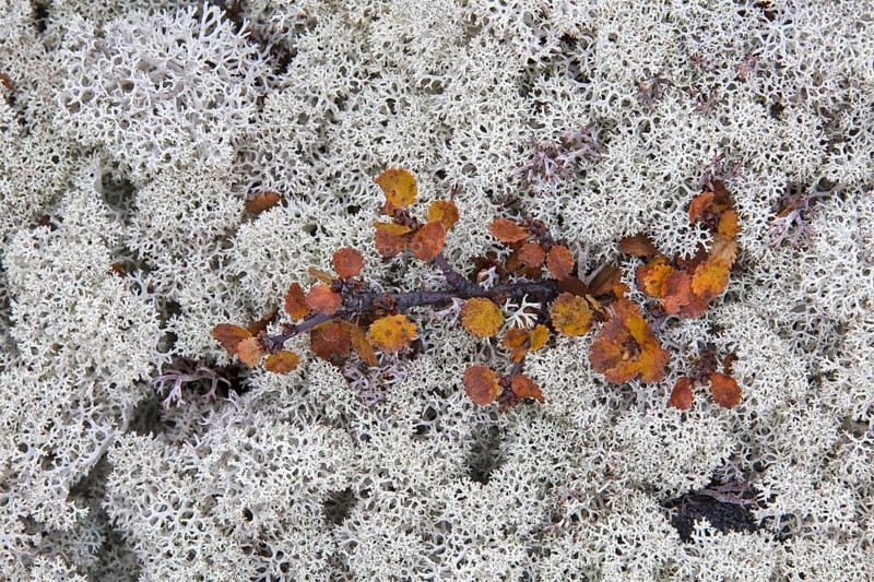 Reindeer lichen