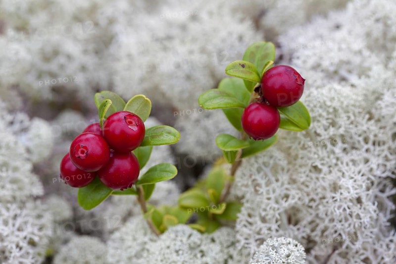 Lingonberry