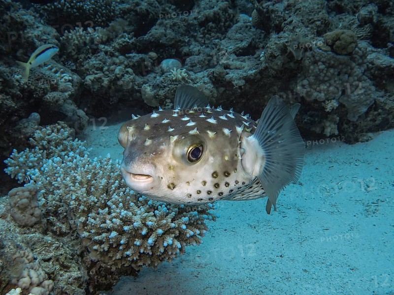 Spotbase burrfish