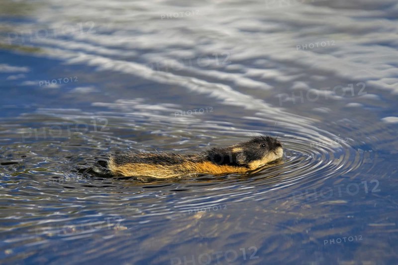 Norway lemming